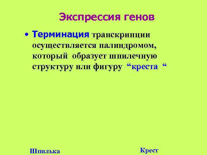   Экспрессия генов • Терминация транскрипции  осуществляется палиндромом,  который образует шпилечную