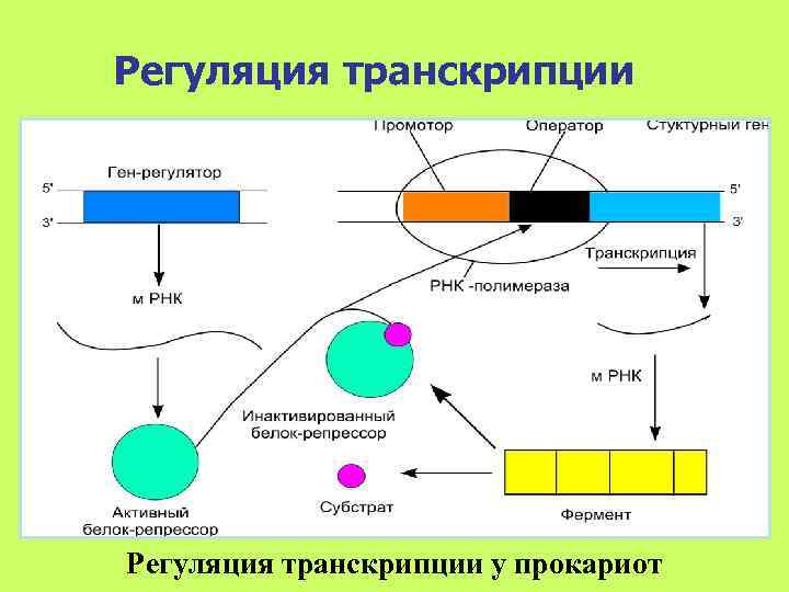 Регуляция транскрипции у прокариот 