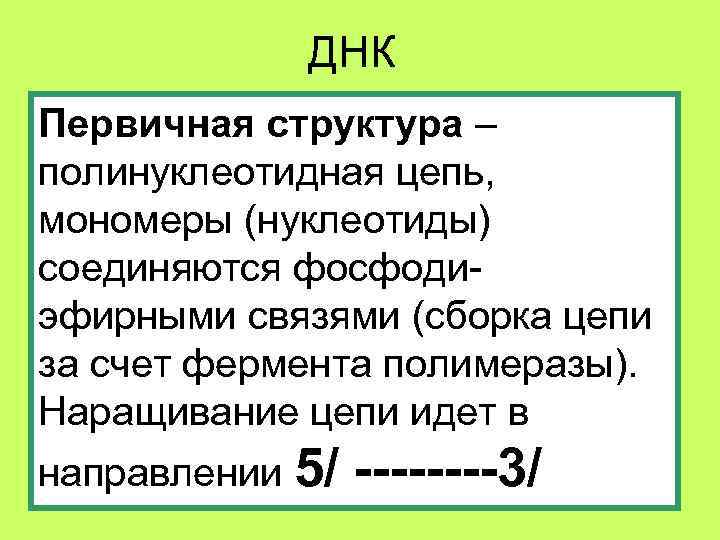   ДНК Первичная структура – полинуклеотидная цепь, мономеры (нуклеотиды) соединяются фосфоди- эфирными связями