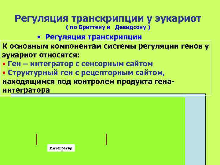  Регуляция транскрипции у эукариот    ( по Бриттену и Девидсону )