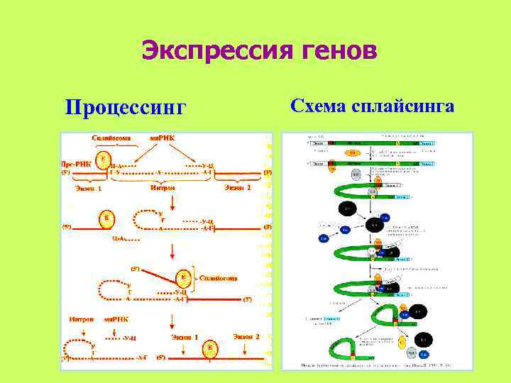 Процессинг у эукариот