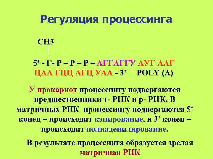  Регуляция процессинга  СН 3 5' - Г- Р – Р – АГГАГГУ