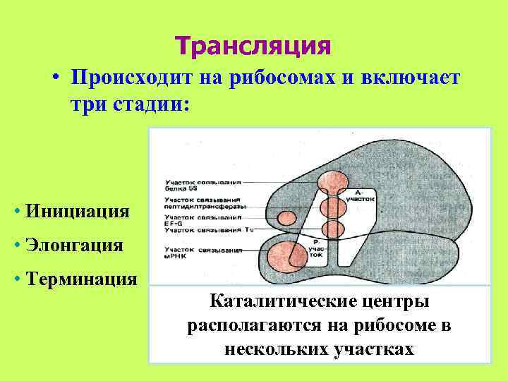    Трансляция • Происходит на рибосомах и включает три стадии: •
