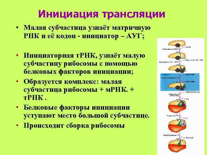  Инициация трансляции • Малая субчастица узнаёт матричную  РНК и её кодон -
