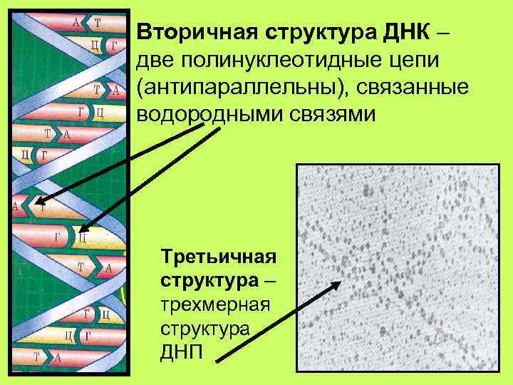 Вторичная структура ДНК – две полинуклеотидные цепи (антипараллельны), связанные водородными связями  Третьичная 
