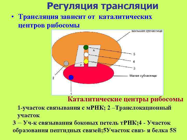  Регуляция трансляции • Трансляция зависит от каталитических  центров рибосомы  