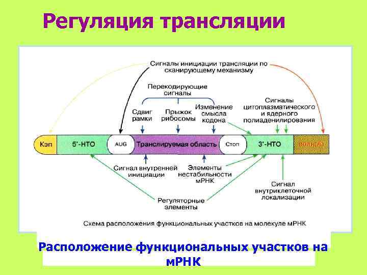 Регуляция трансляции Расположение функциональных участков на   м. РНК 