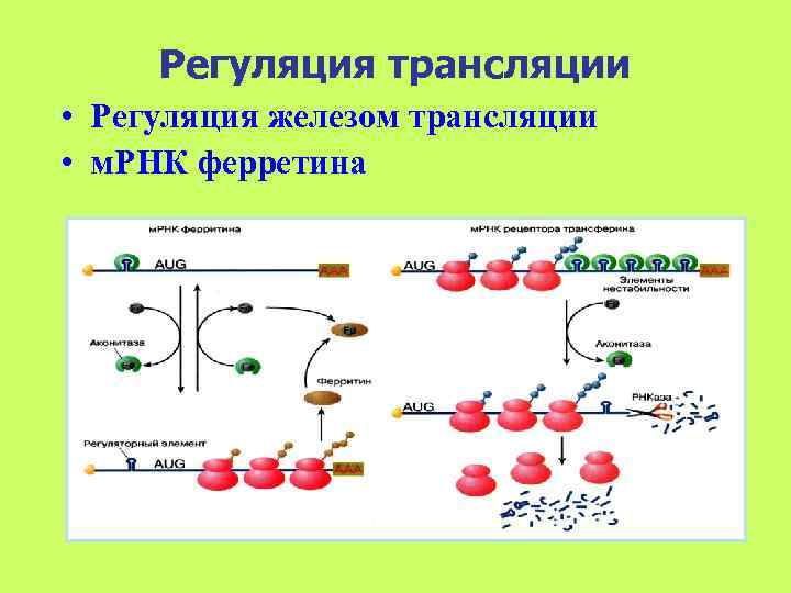  Регуляция трансляции • Регуляция железом трансляции • м. РНК ферретина 