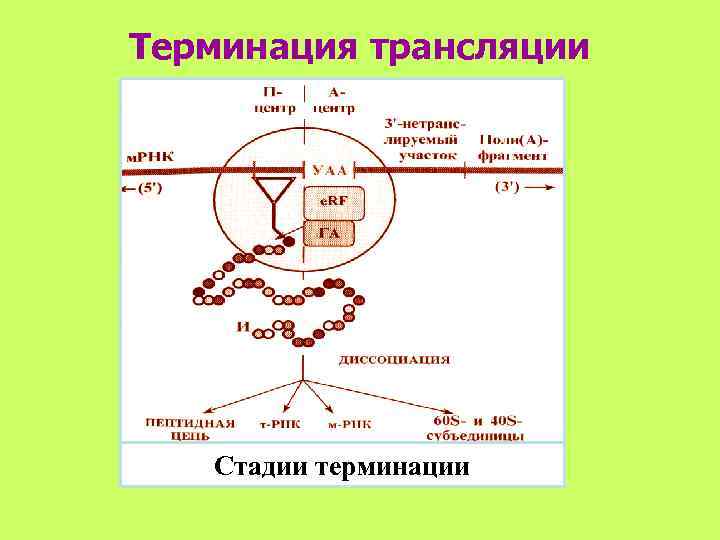 Терминация трансляции  Стадии терминации 