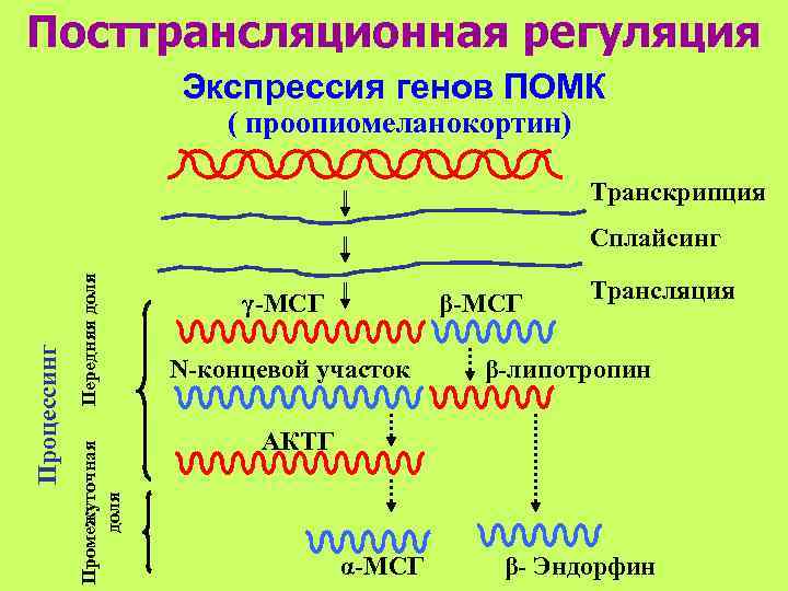 Посттрансляционная регуляция     Экспрессия генов ПОМК     
