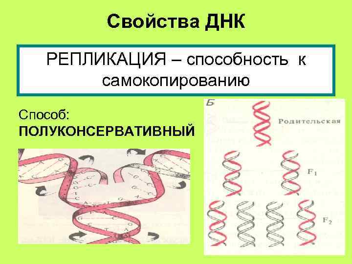   Свойства ДНК  РЕПЛИКАЦИЯ – способность к  самокопированию Способ: ПОЛУКОНСЕРВАТИВНЫЙ 