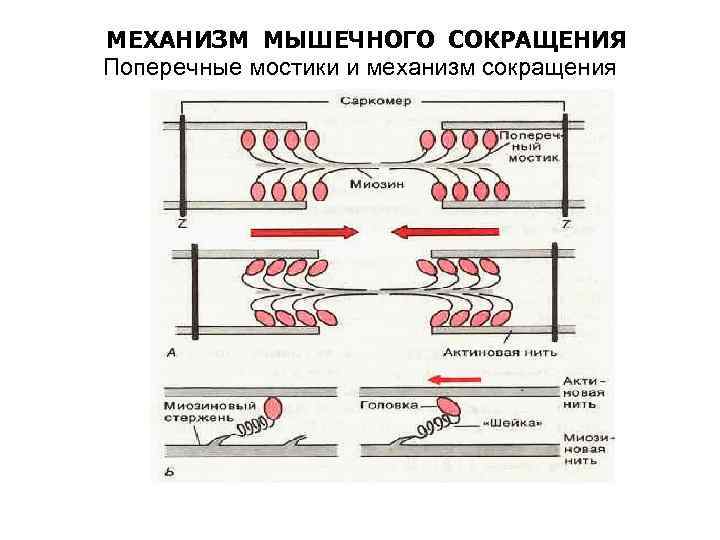 МЕХАНИЗМ МЫШЕЧНОГО СОКРАЩЕНИЯ Поперечные мостики и механизм сокращения 