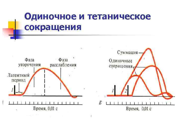 Одиночное и тетаническое сокращения 