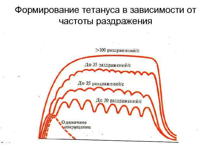Формирование тетануса в зависимости от   частоты раздражения 