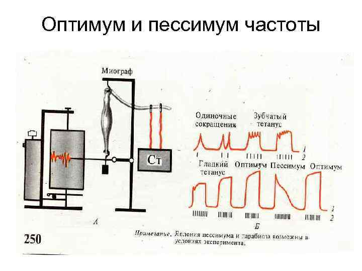 Оптимум и пессимум частоты 