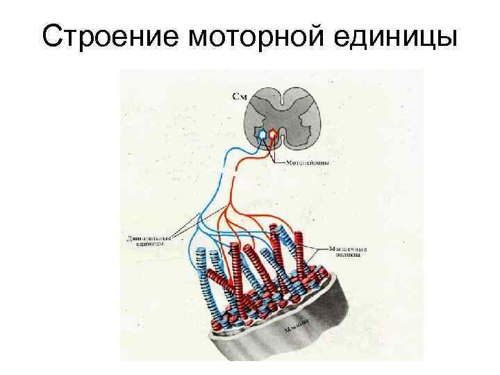 Строение моторной единицы 