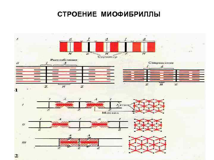 Каким номером на рисунке обозначена миофибрилла. Схема строения миофибриллы. Зарисуйте схему строения миофибриллы. Структура строения миофибрилл. Тонкие нити миофибрилл.
