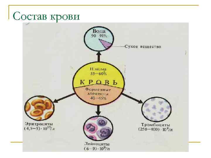 Состав крови Состав крови
