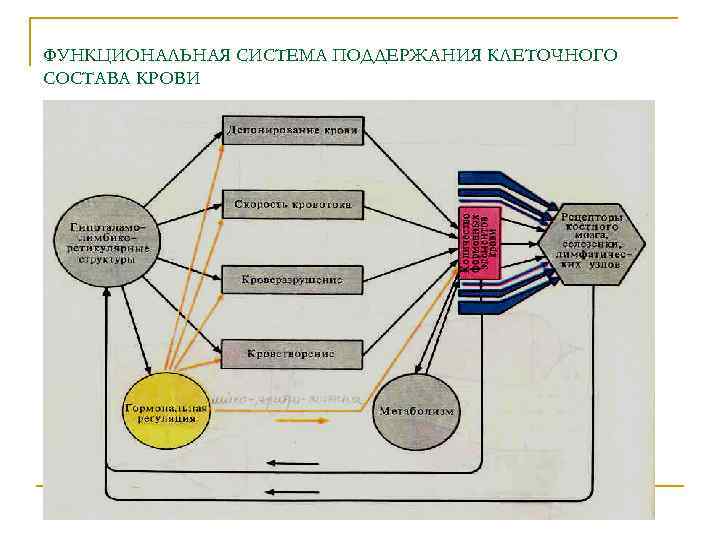 ФУНКЦИОНАЛЬНАЯ СИСТЕМА ПОДДЕРЖАНИЯ КЛЕТОЧНОГО СОСТАВА КРОВИ ФУНКЦИОНАЛЬНАЯ СИСТЕМА ПОДДЕРЖАНИЯ КЛЕТОЧНОГО СОСТАВА КРОВИ