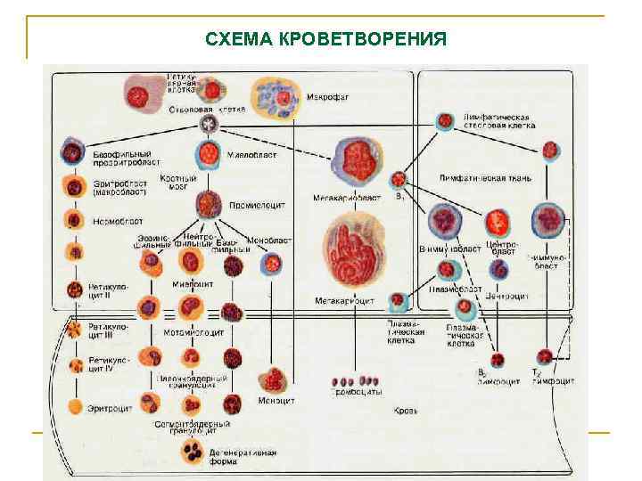 Современная схема кроветворения