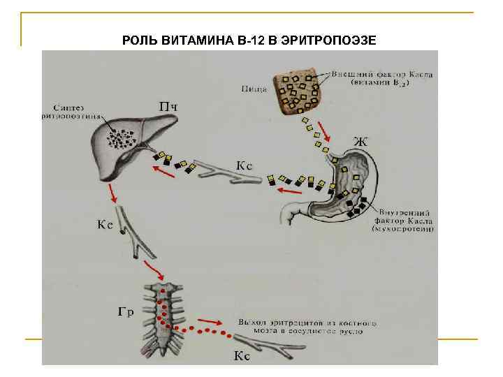 РОЛЬ ВИТАМИНА В-12 В ЭРИТРОПОЭЗЕ РОЛЬ ВИТАМИНА В-12 В ЭРИТРОПОЭЗЕ