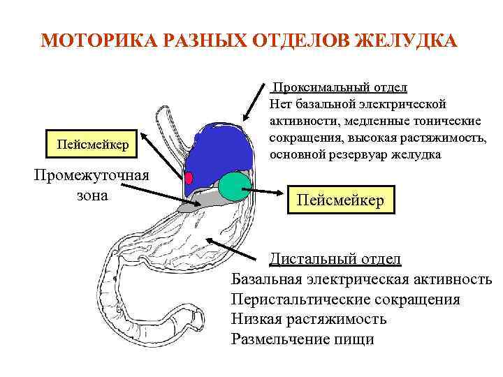 МОТОРИКА РАЗНЫХ ОТДЕЛОВ ЖЕЛУДКА    Проксимальный отдел     Нет