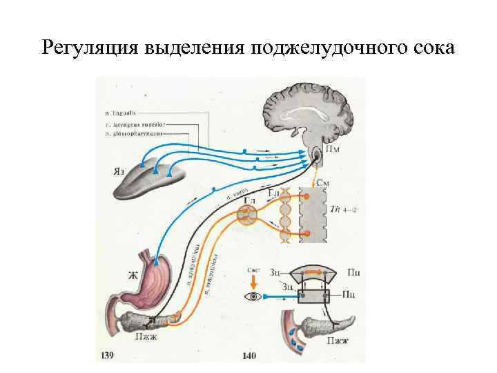 Регуляция выделения поджелудочного сока 
