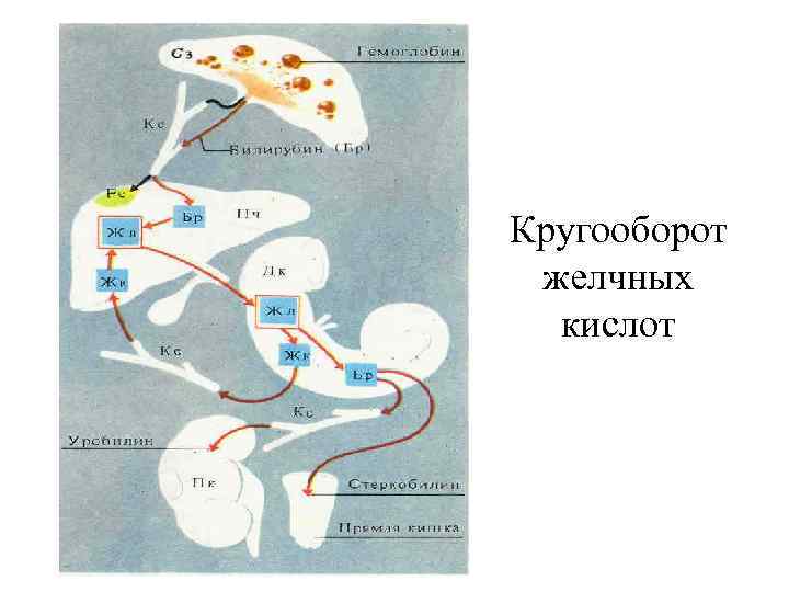 Кругооборот желчных  кислот 