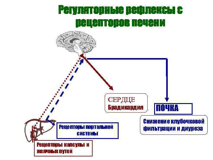   Регуляторные рефлексы с  рецепторов печени      СЕРДЦЕ