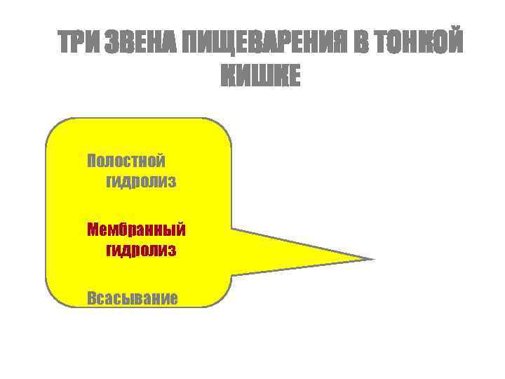 ТРИ ЗВЕНА ПИЩЕВАРЕНИЯ В ТОНКОЙ   КИШКЕ  Полостной гидролиз  Мембранный гидролиз