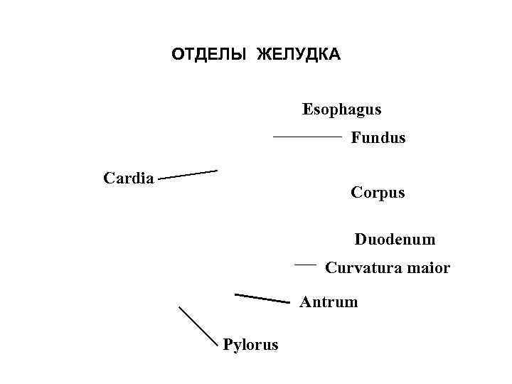    ОТДЕЛЫ ЖЕЛУДКА     Esophagus    