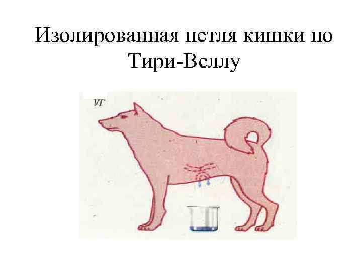 Изолированная петля кишки по   Тири-Веллу 