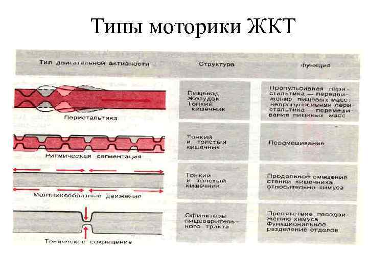 Типы моторики ЖКТ 