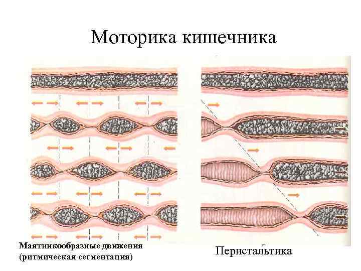    Моторика кишечника Маятникообразные движения (ритмическая сегментация)     Перистальтика