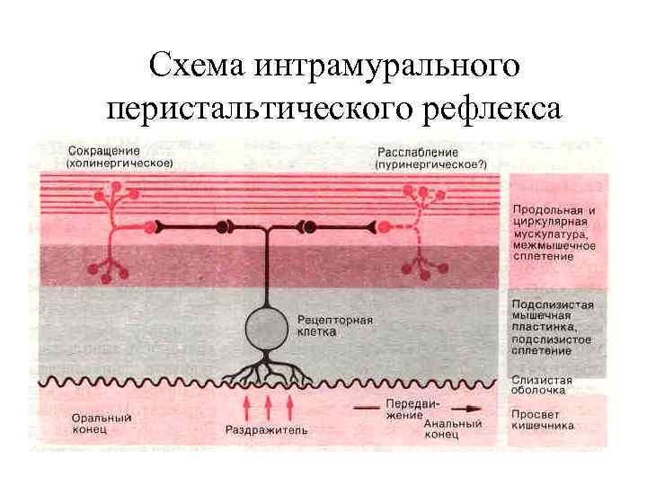  Схема интрамурального перистальтического рефлекса 
