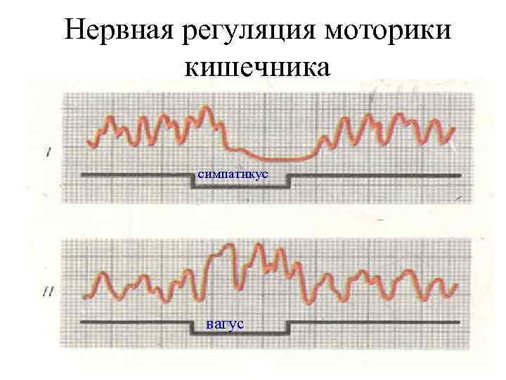 Нервная регуляция моторики   кишечника  симпатикус    вагус 