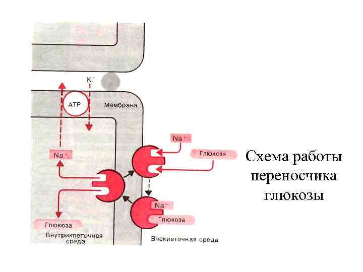 Схема работы переносчика  глюкозы 