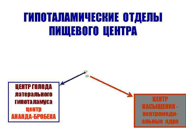   ГИПОТАЛАМИЧЕСКИЕ ОТДЕЛЫ  ПИЩЕВОГО ЦЕНТРА ЦЕНТР ГОЛОДА латерального гипоталамуса  ЦЕНТР центр