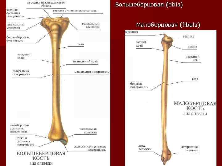 Большеберцовая (tibia)   Малоберцовая (fibula) 