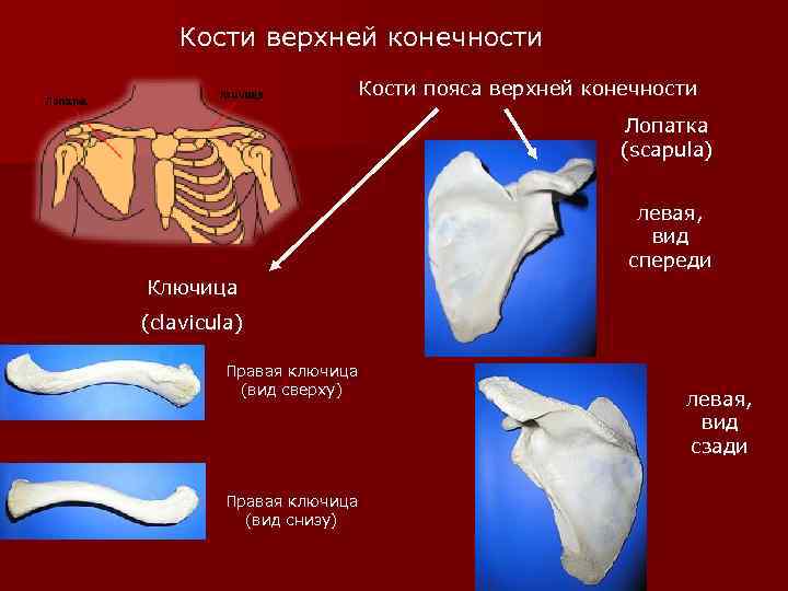 Пястная кость где находится фото