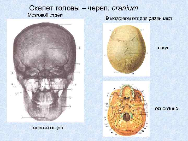 Основание черепа отделы. Кости свода черепа анатомия. Мозговой отдел черепа анатомия. Анатомия головы кости черепа. Свод черепа и основание черепа.