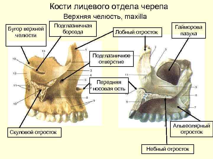 Форма костей лицевого черепа