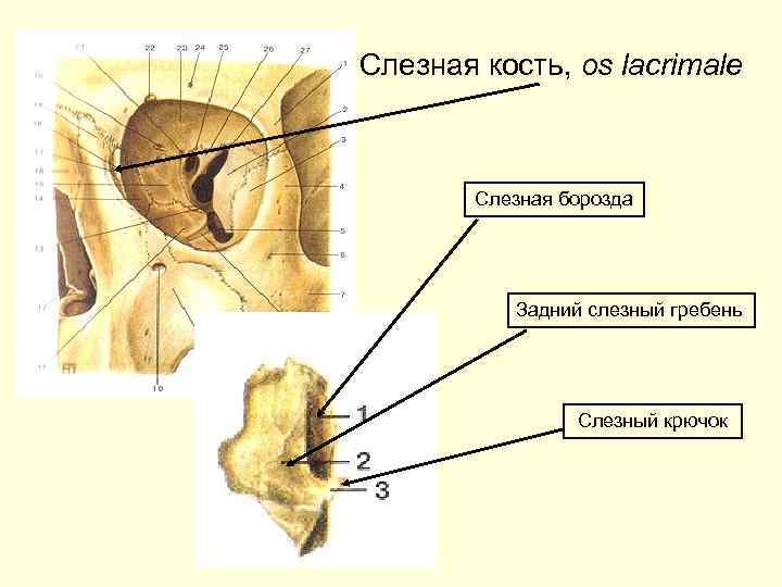 Задняя борозда