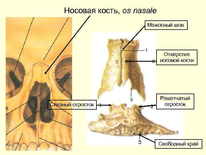 Носовая кость фото