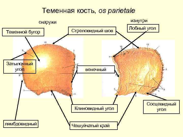 Где находится теменная кость. Теменная кость, os parietale:. Теменная кость строение. Строение теменной кости анатомия. Строение теменной кости черепа.