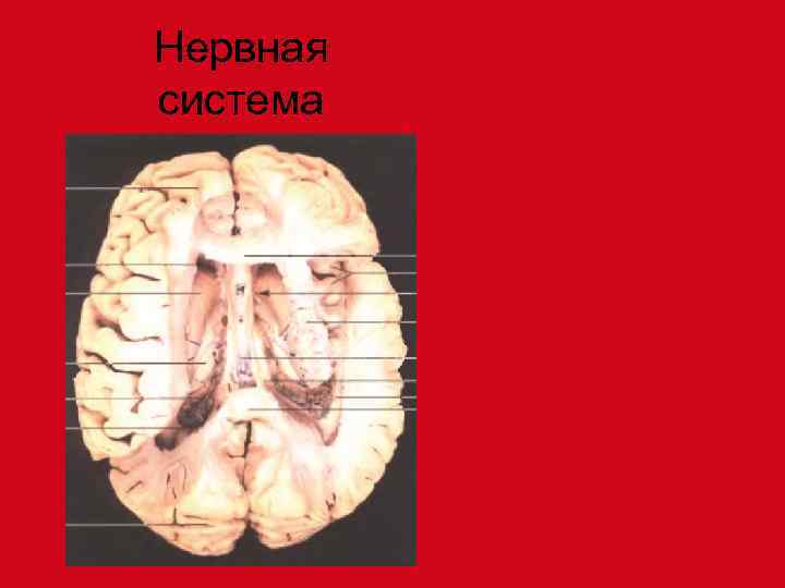 Нервная система 