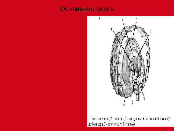 Основание мозга 