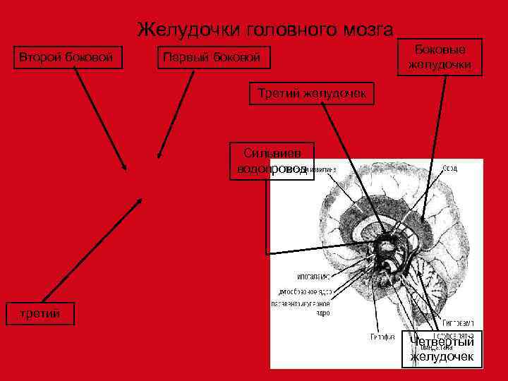   Желудочки головного мозга     Боковые Второй боковой Первый