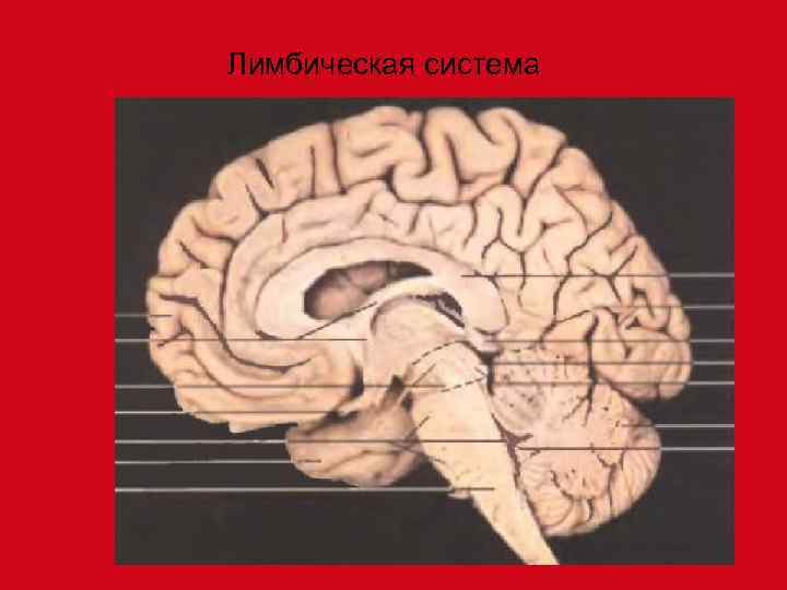 Лимбическая система 