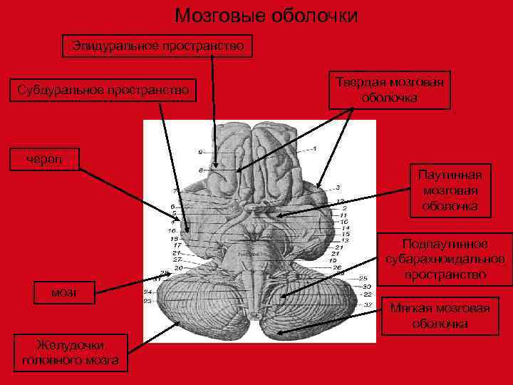     Мозговые оболочки   Эпидуральное пространство    Твердая
